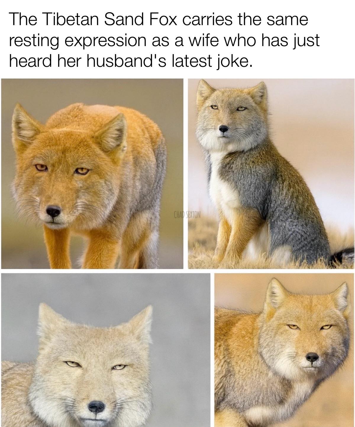 Sand Fox.jpg