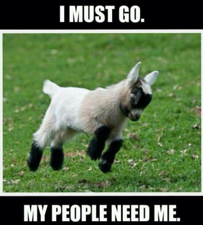 goat-memes-21.jpg