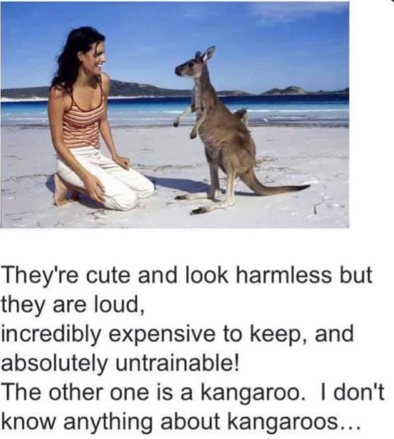 Kangaroo.JPG