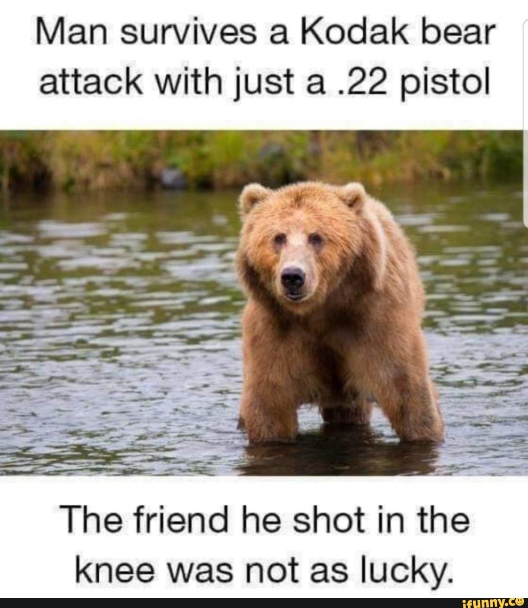 bear.jpg
