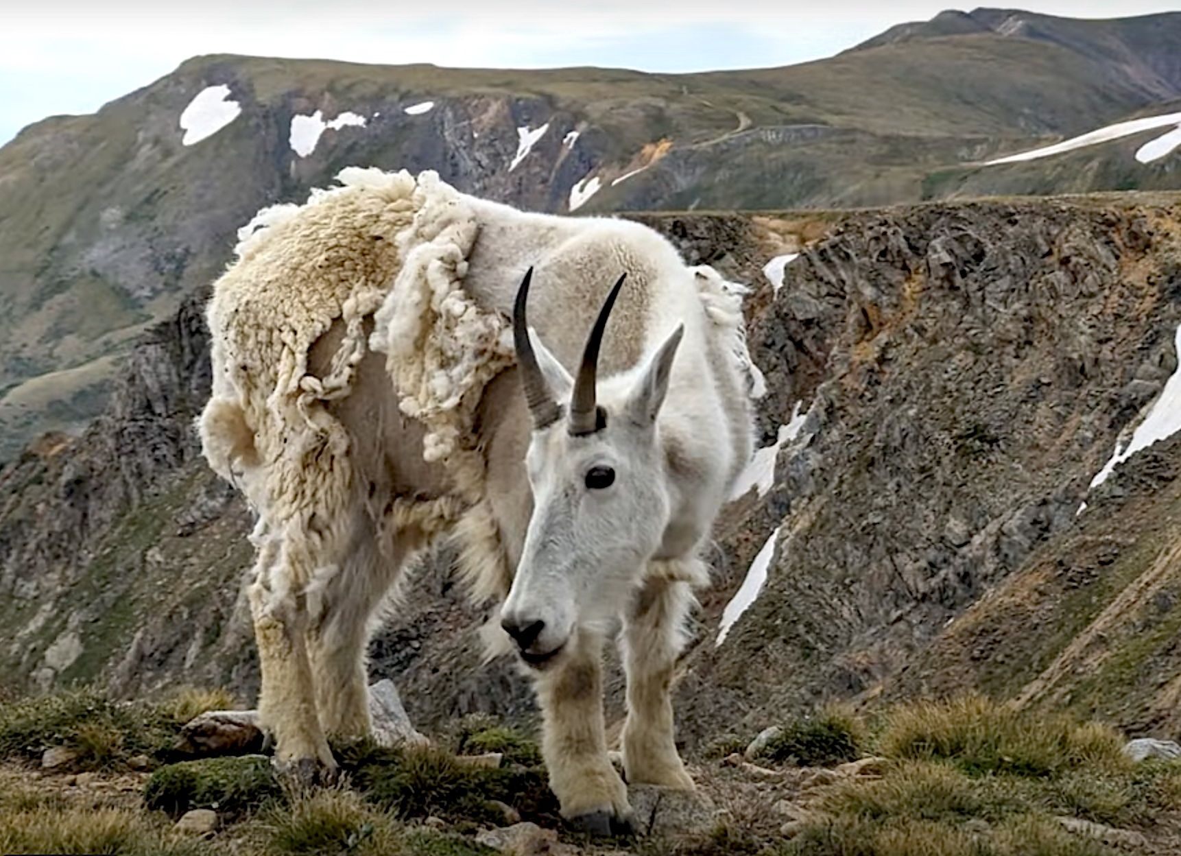 Mountain Goat at Radical Hill Jul-23.jpg