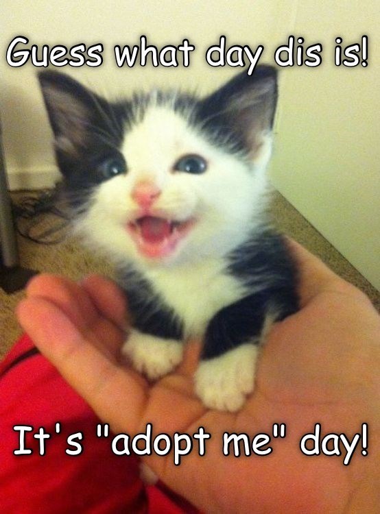 every-day-is-adopt-me-day.jpg