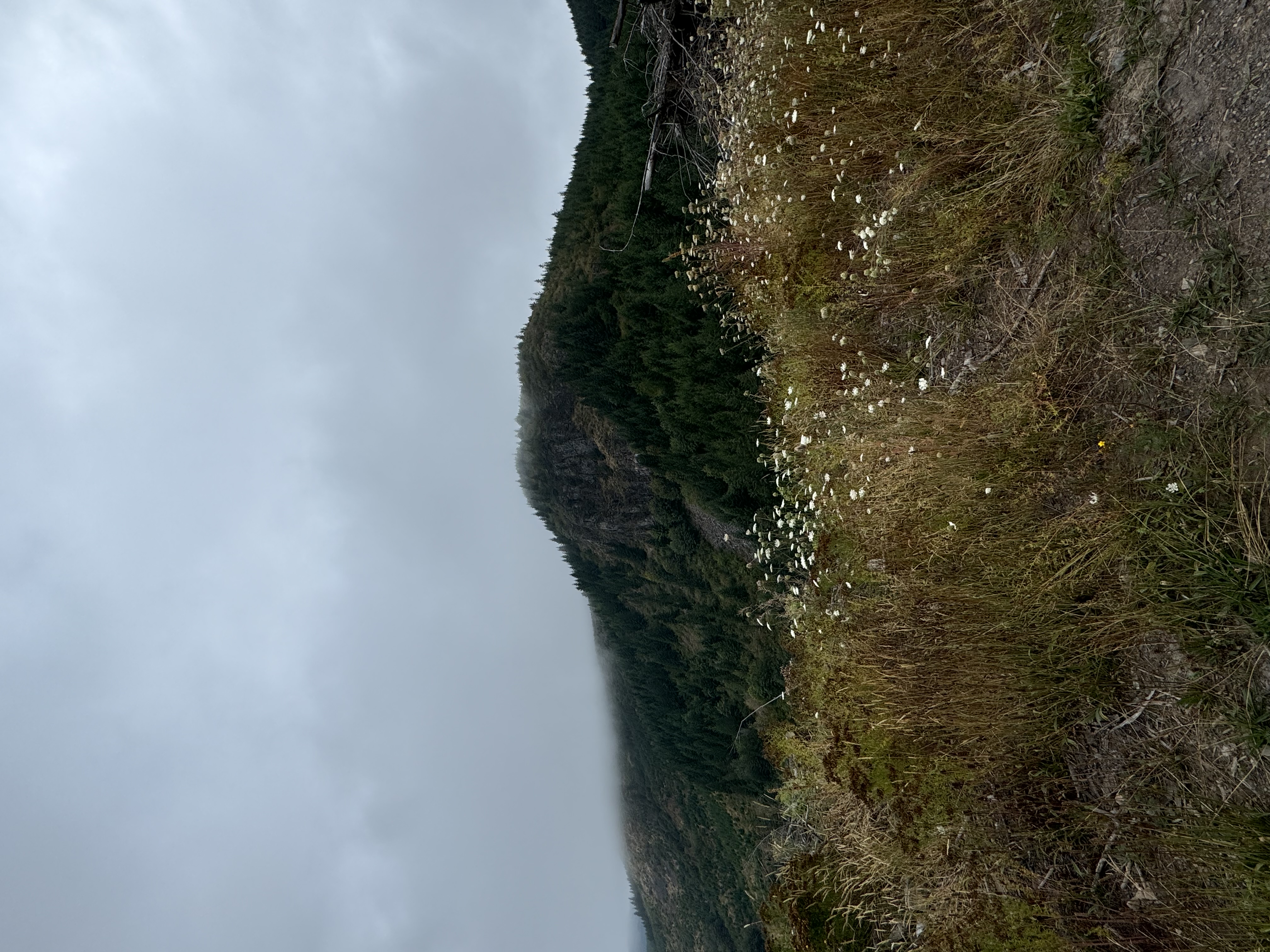 IMG_0526.jpeg