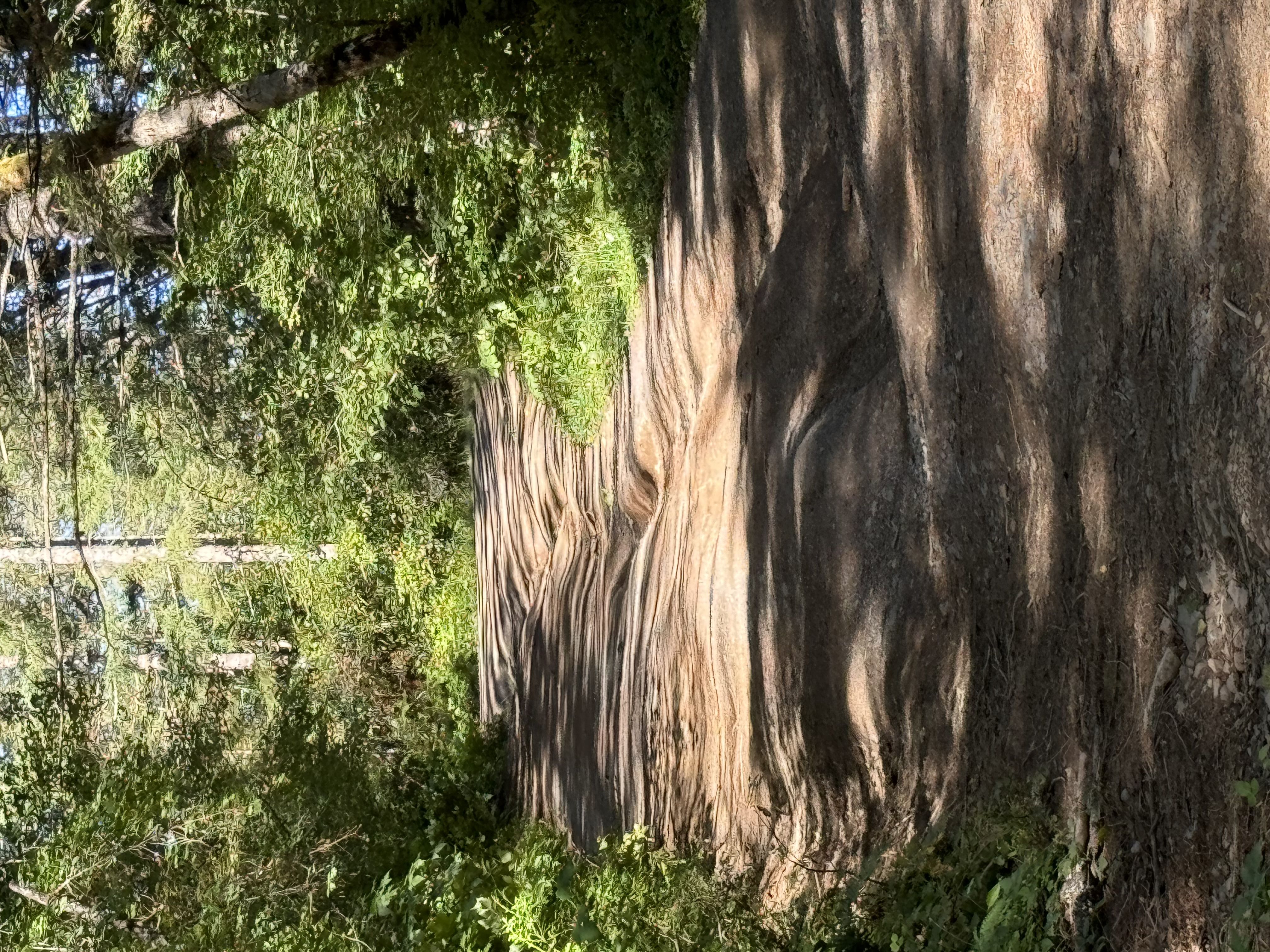 IMG_0617.jpeg