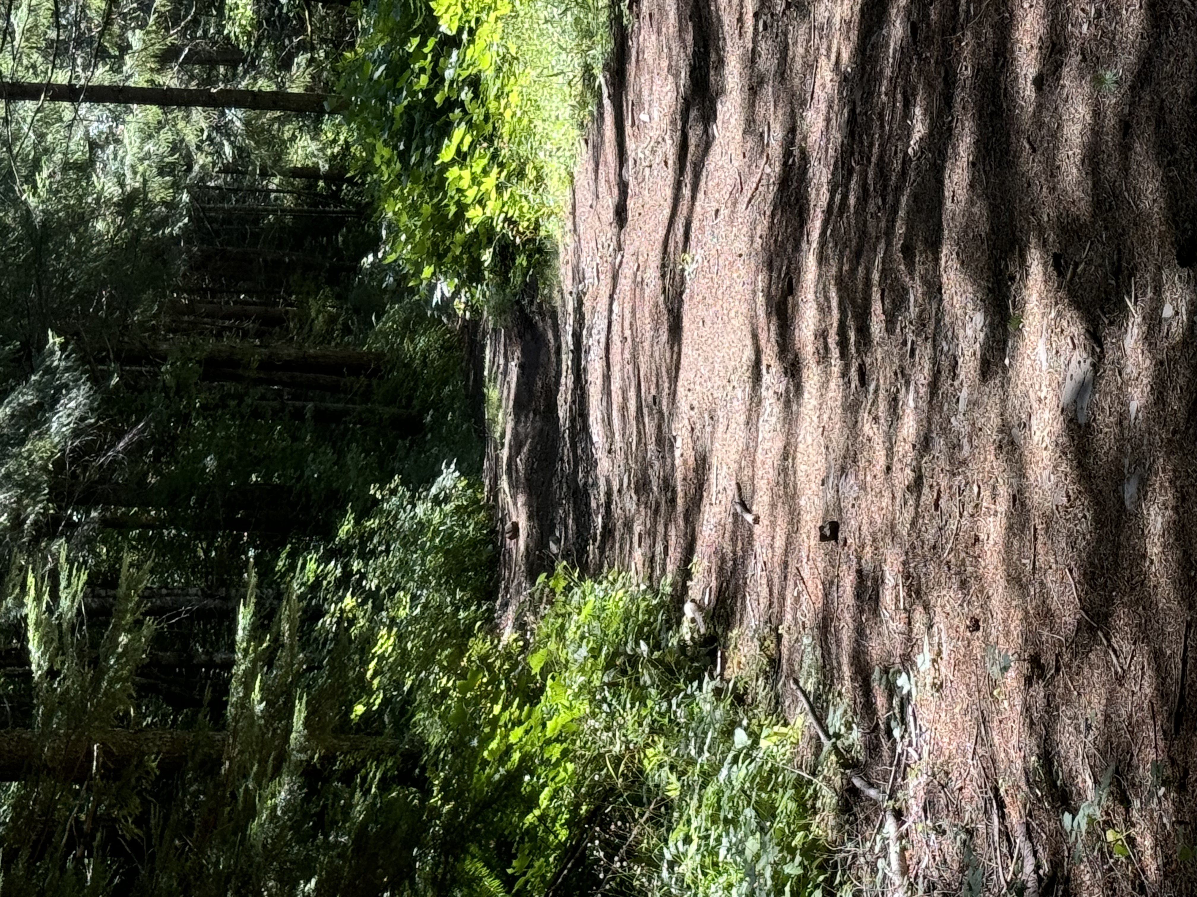 IMG_0695.jpeg