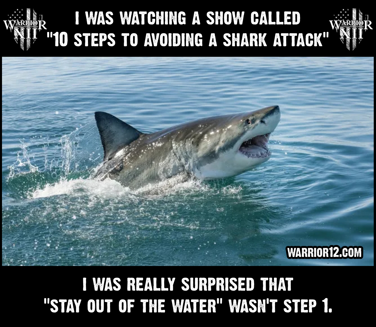 shark.jpg